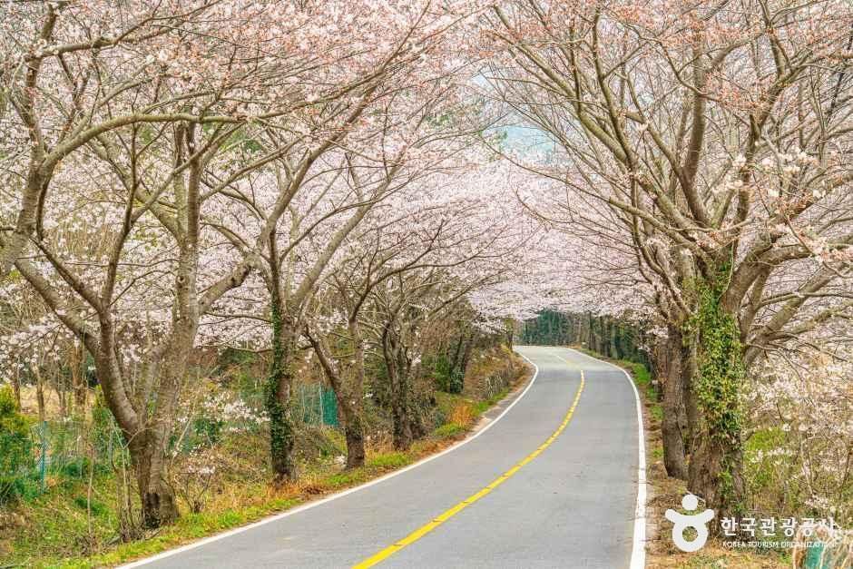 화양면 벚꽃길 여행 추천 - 메고지고 화양면 벚꽃길 여행 추천 - 메고지고