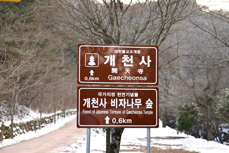 개천사 비자나무숲 여행 추천 - 메고지고
