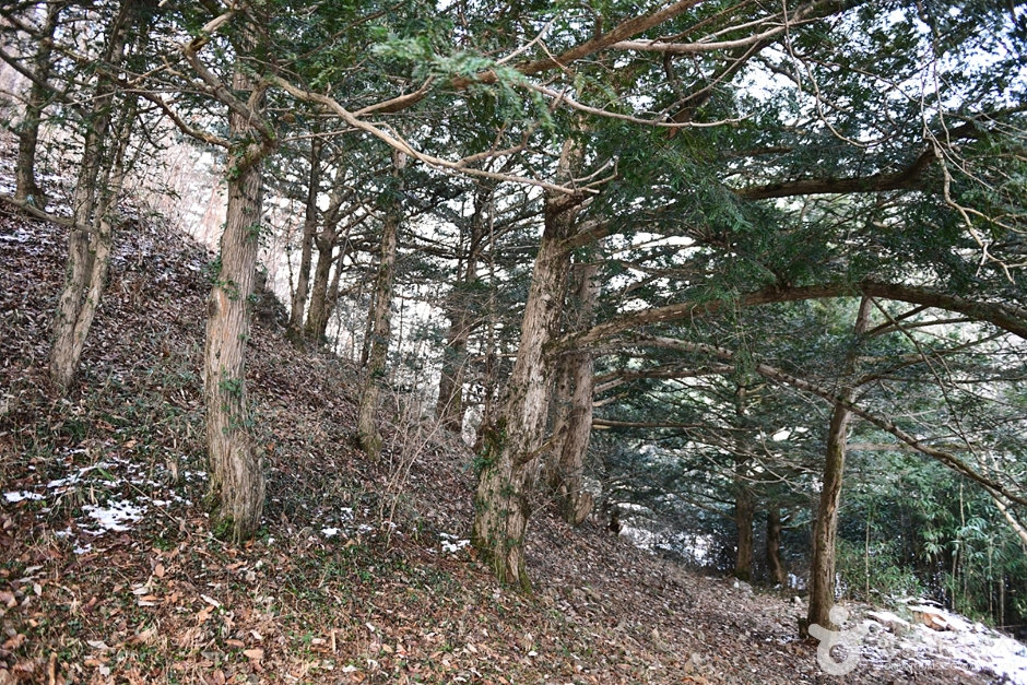 개천사 비자나무숲 여행 추천 - 메고지고