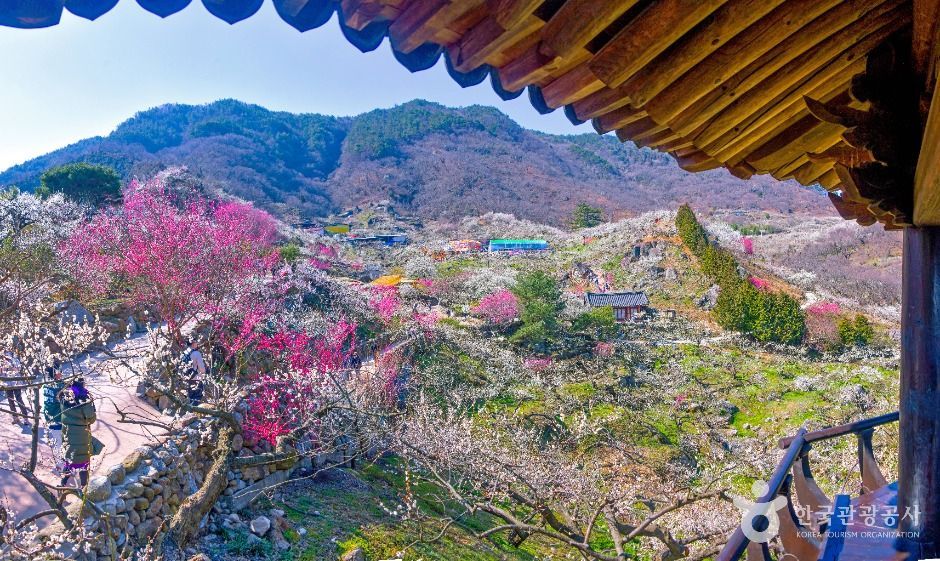 광양 매화마을 여행 추천 - 메고지고 광양 매화마을 여행 추천 - 메고지고