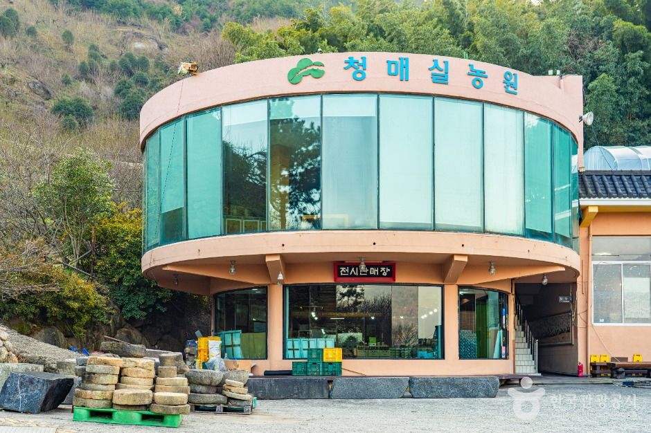 홍쌍리 청매실농원 여행 추천 - 메고지고 홍쌍리 청매실농원 여행 추천 - 메고지고
