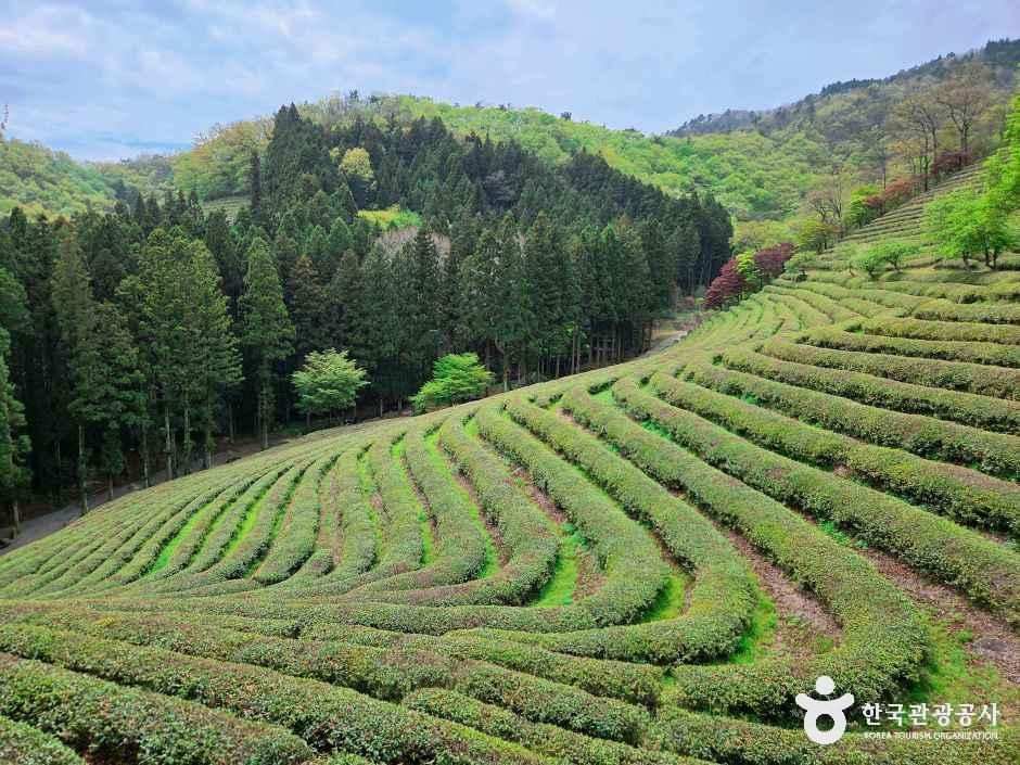 대한다원 여행 추천 - 메고지고 대한다원 여행 추천 - 메고지고