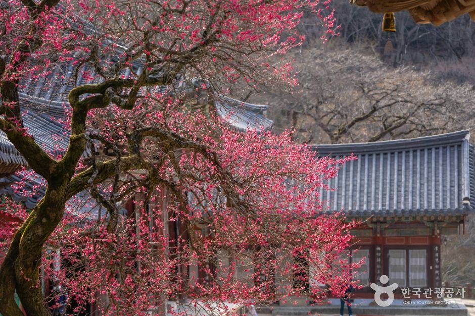 화엄사 여행 추천 - 메고지고 화엄사 여행 추천 - 메고지고