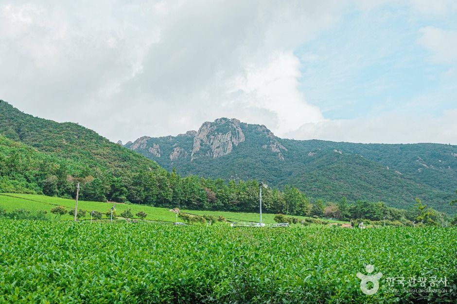 강진다원 여행 추천 - 메고지고 강진다원 여행 추천 - 메고지고