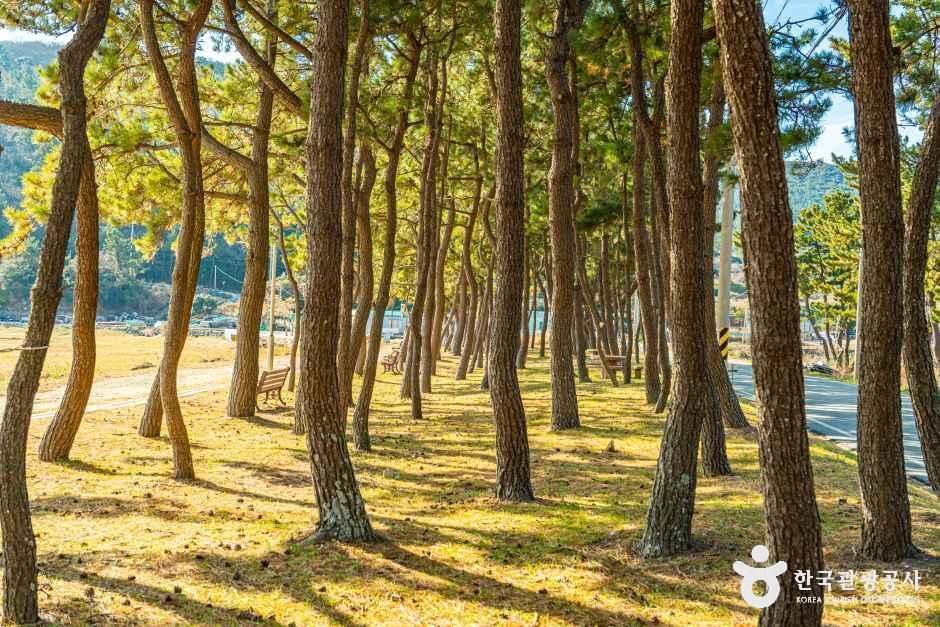 통리해수욕장 여행 추천 - 메고지고