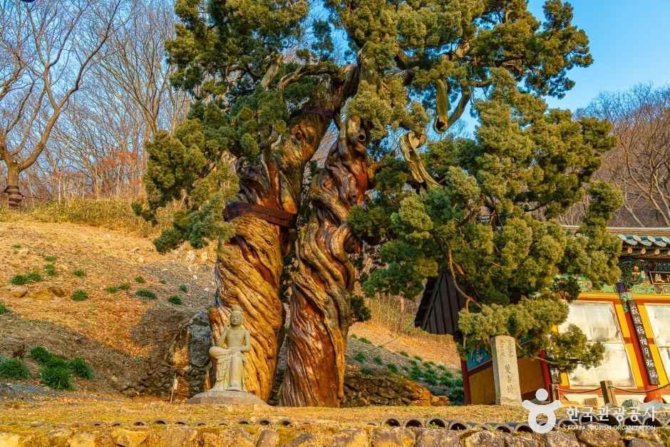 순천 송광사 천자암 쌍향수(곱향나무) 여행 추천 - 메고지고