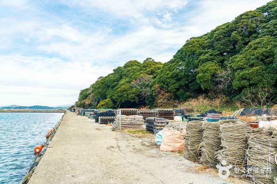 완도 맹선리 상록수림 여행 추천 - 메고지고