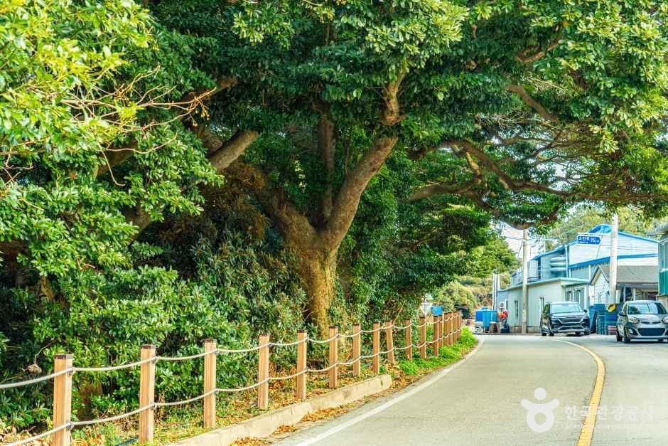 완도 맹선리 상록수림 여행 추천 - 메고지고