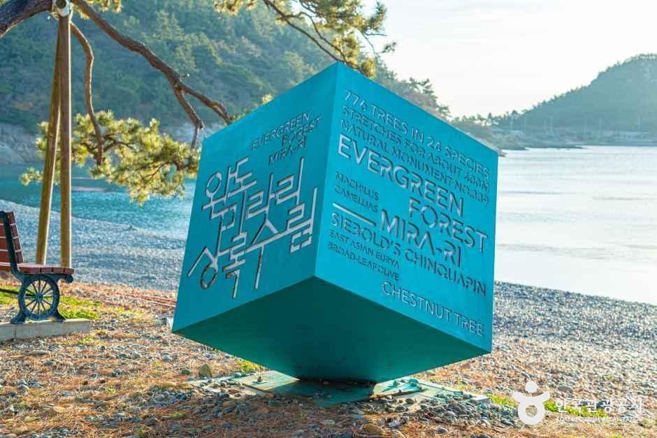 완도 미라리 상록수림 여행 추천 - 메고지고 완도 미라리 상록수림 여행 추천 - 메고지고