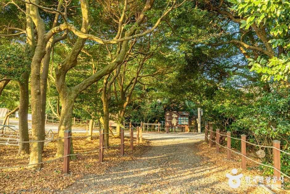 완도 미라리 상록수림 여행 추천 - 메고지고 완도 미라리 상록수림 여행 추천 - 메고지고
