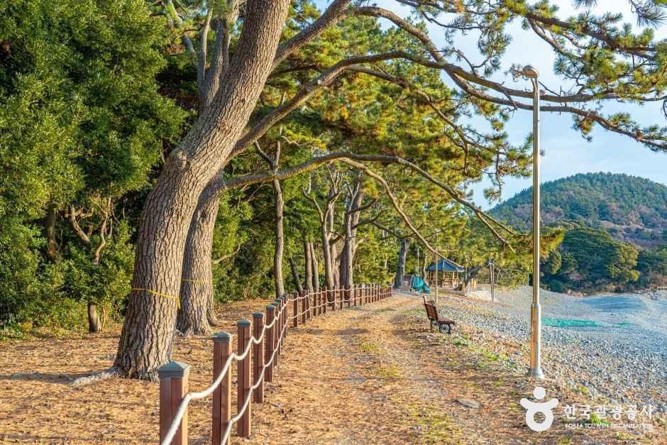 완도 미라리 상록수림 여행 추천 - 메고지고 완도 미라리 상록수림 여행 추천 - 메고지고