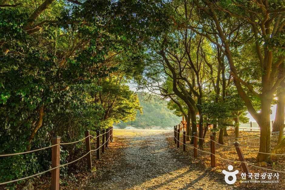 완도 미라리 상록수림 여행 추천 - 메고지고 완도 미라리 상록수림 여행 추천 - 메고지고