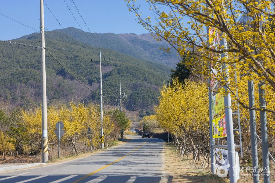 구례 산수유마을 여행 추천 - 메고지고 구례 산수유마을 여행 추천 - 메고지고