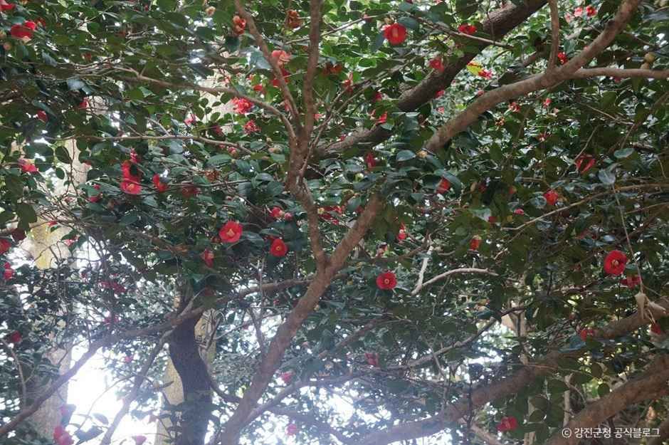 강진 백련사 동백나무 숲 여행 추천 - 메고지고 강진 백련사 동백나무 숲 여행 추천 - 메고지고