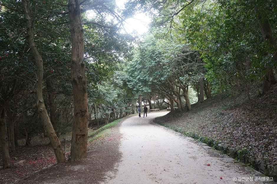 강진 백련사 동백나무 숲 여행 추천 - 메고지고 강진 백련사 동백나무 숲 여행 추천 - 메고지고