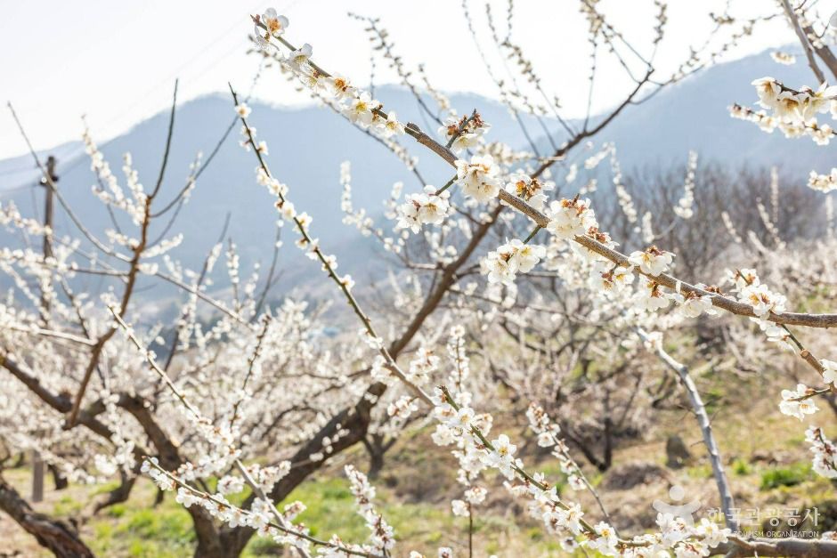 순천 향매실마을 여행 추천 - 메고지고 순천 향매실마을 여행 추천 - 메고지고