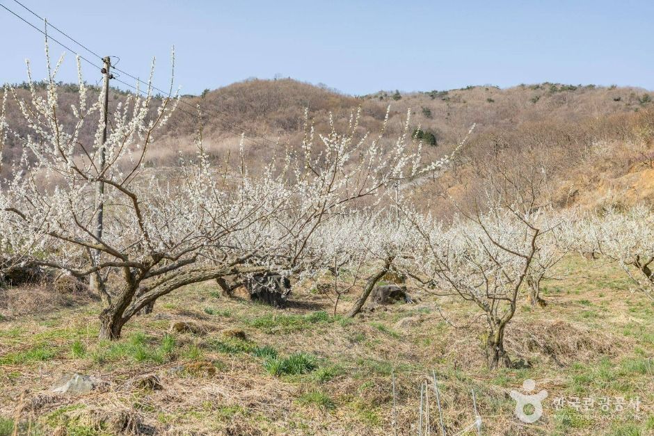 순천 향매실마을 여행 추천 - 메고지고 순천 향매실마을 여행 추천 - 메고지고