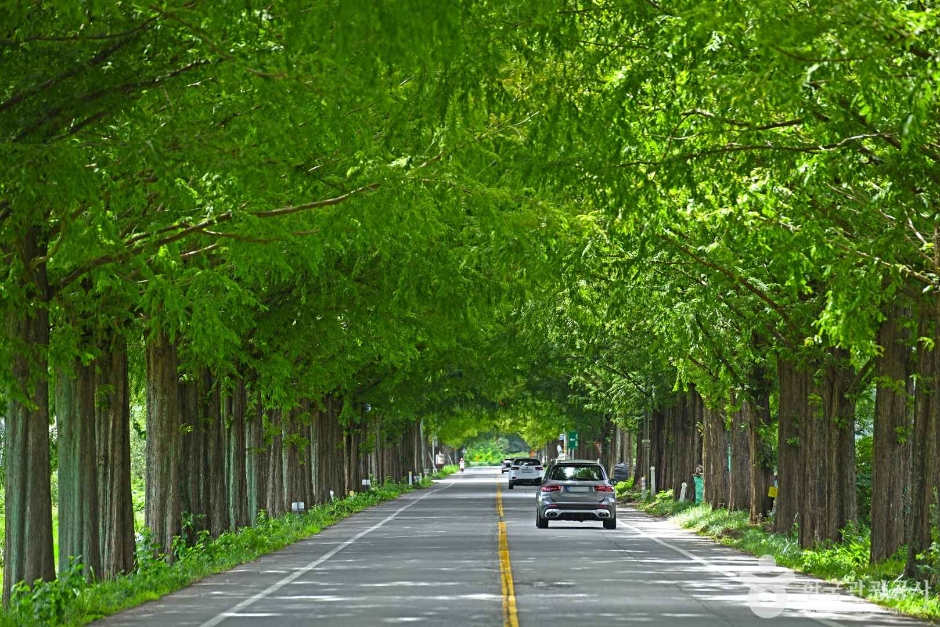 곡성 메타세쿼이아길 여행 추천 - 메고지고