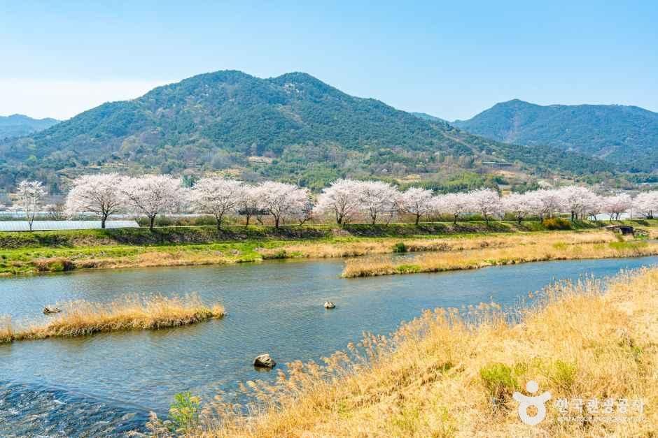 구례 섬진강 벚꽃길 여행 추천 - 메고지고 구례 섬진강 벚꽃길 여행 추천 - 메고지고