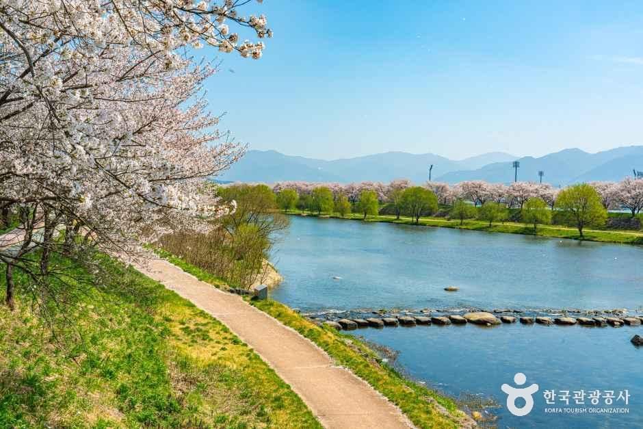 구례 섬진강 벚꽃길 여행 추천 - 메고지고 구례 섬진강 벚꽃길 여행 추천 - 메고지고