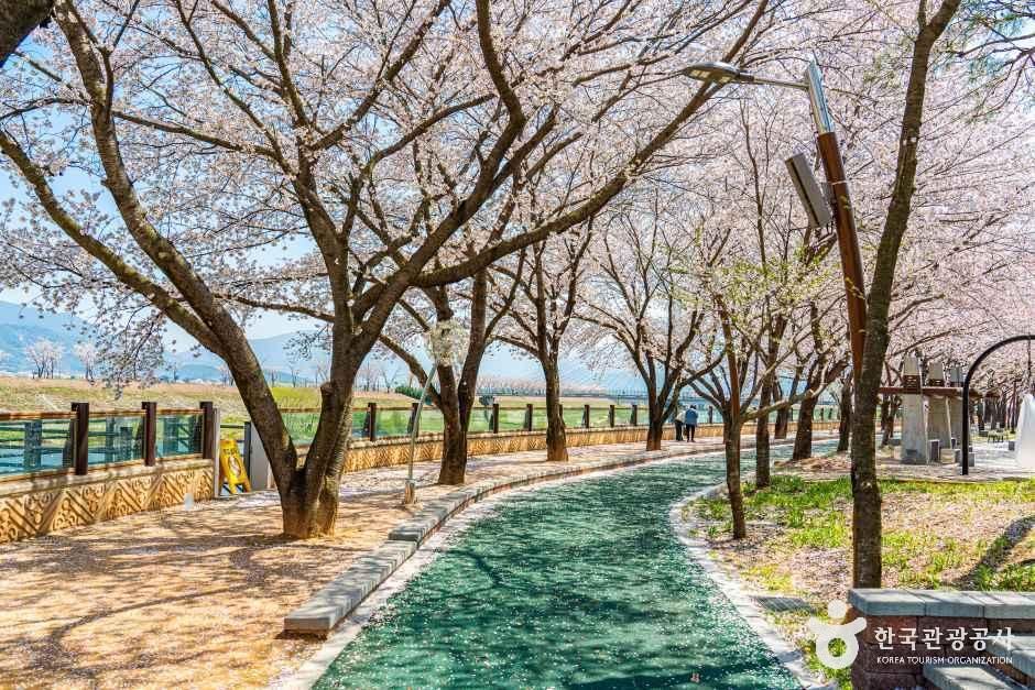 구례 섬진강 벚꽃길 여행 추천 - 메고지고 구례 섬진강 벚꽃길 여행 추천 - 메고지고