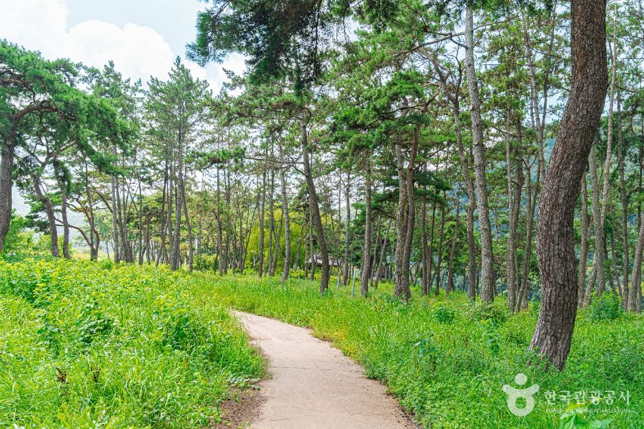드들강솔밭유원지 여행 추천 - 메고지고 드들강솔밭유원지 여행 추천 - 메고지고