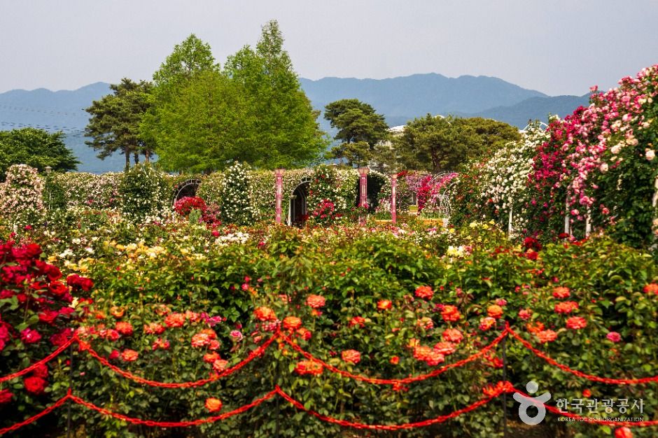 섬진강장미공원 여행 추천 - 메고지고 섬진강장미공원 여행 추천 - 메고지고