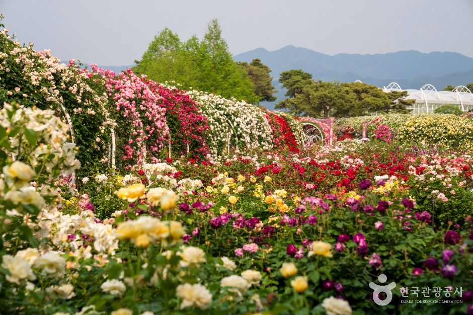 섬진강장미공원 여행 추천 - 메고지고 섬진강장미공원 여행 추천 - 메고지고