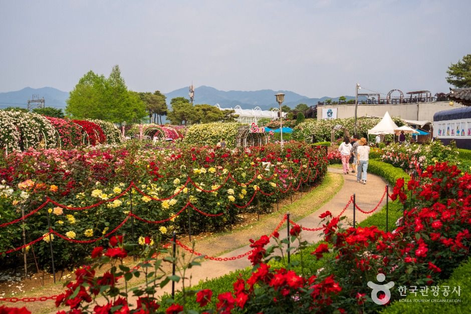 섬진강장미공원 여행 추천 - 메고지고 섬진강장미공원 여행 추천 - 메고지고