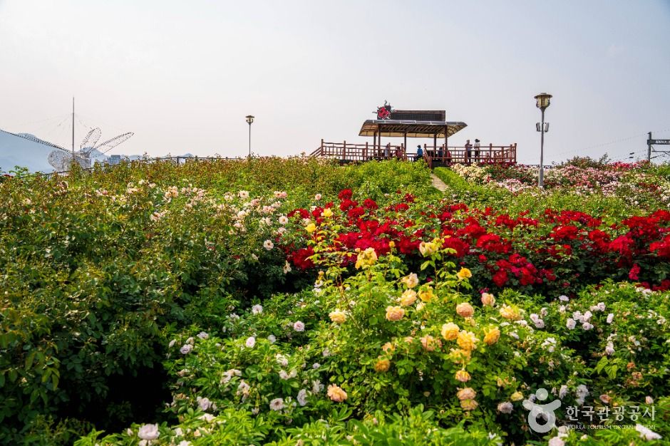 섬진강장미공원 여행 추천 - 메고지고 섬진강장미공원 여행 추천 - 메고지고