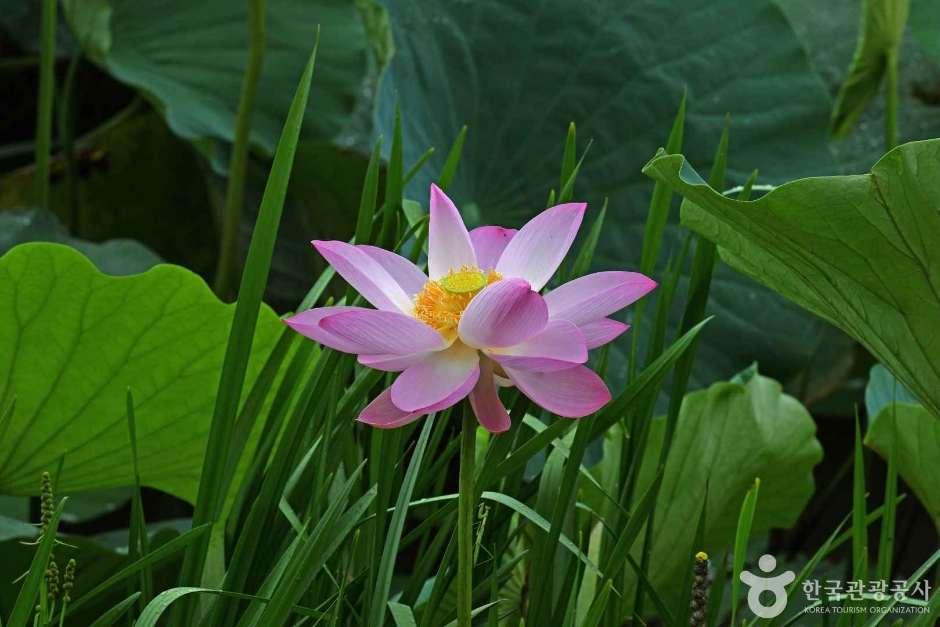나주 우습제 여행 추천 - 메고지고 나주 우습제 여행 추천 - 메고지고