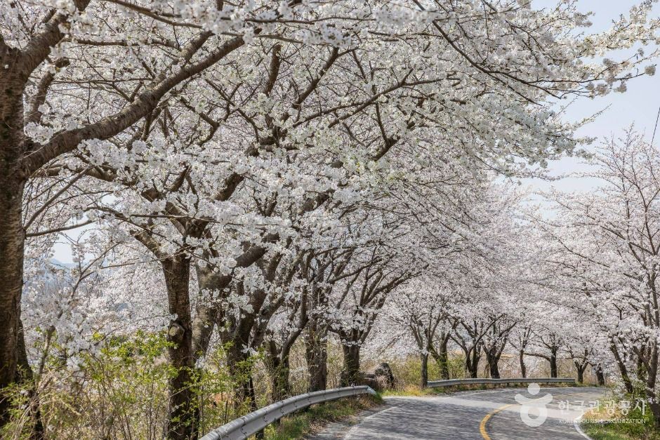 낙안읍성 벚꽃길 여행 추천 - 메고지고 낙안읍성 벚꽃길 여행 추천 - 메고지고