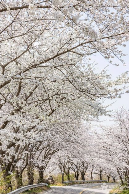 낙안읍성 벚꽃길 여행 추천 - 메고지고 낙안읍성 벚꽃길 여행 추천 - 메고지고