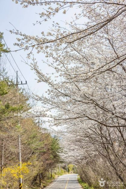 낙안읍성 벚꽃길 여행 추천 - 메고지고 낙안읍성 벚꽃길 여행 추천 - 메고지고
