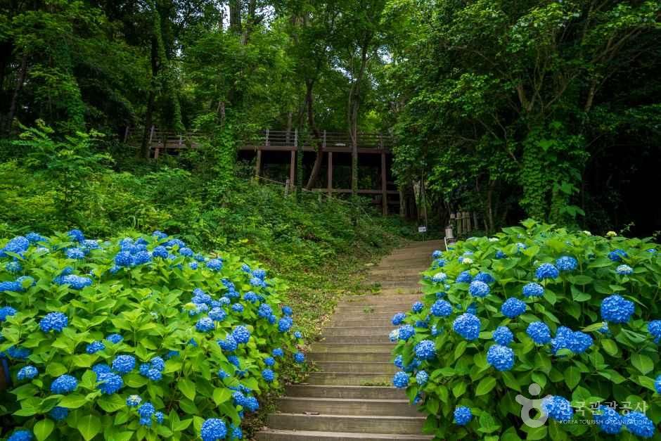 약산 해안 치유의 숲 여행 추천 - 메고지고