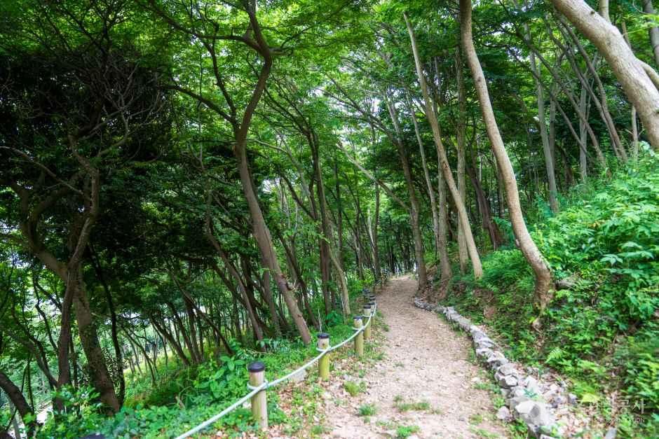 약산 해안 치유의 숲 여행 추천 - 메고지고