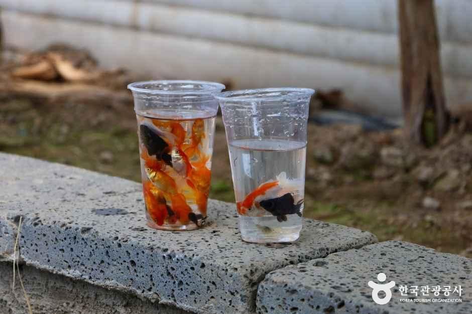 함평바나나생태나라 여행 추천 - 메고지고 함평바나나생태나라 여행 추천 - 메고지고