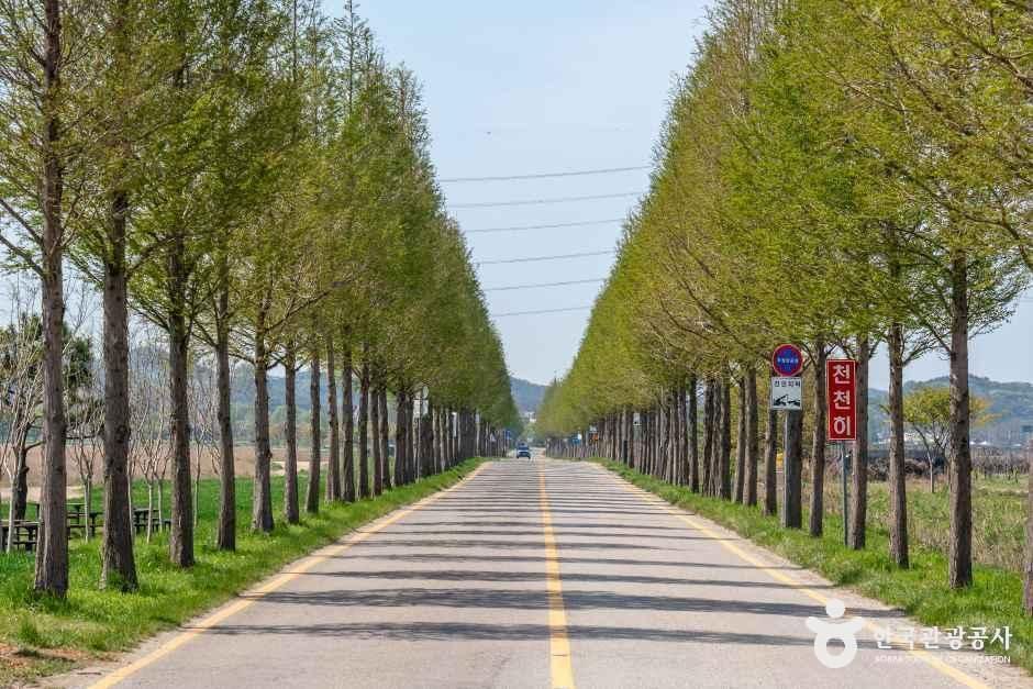 대부도 메타세콰이어길 여행 추천 - 메고지고 대부도 메타세콰이어길 여행 추천 - 메고지고