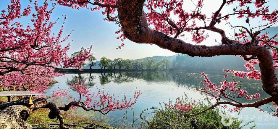 반곡지 여행 추천 - 메고지고 반곡지 여행 추천 - 메고지고