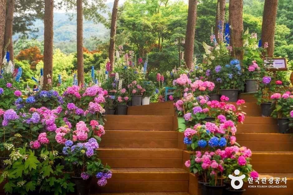 아침고요수목원 여행 추천 - 메고지고