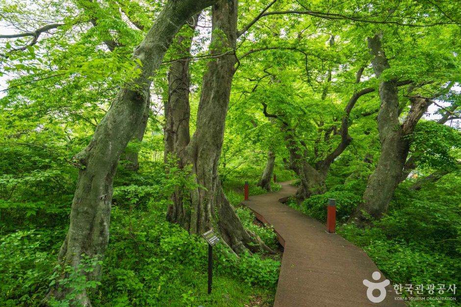 남해 물건리 방조어부림 여행 추천 - 메고지고