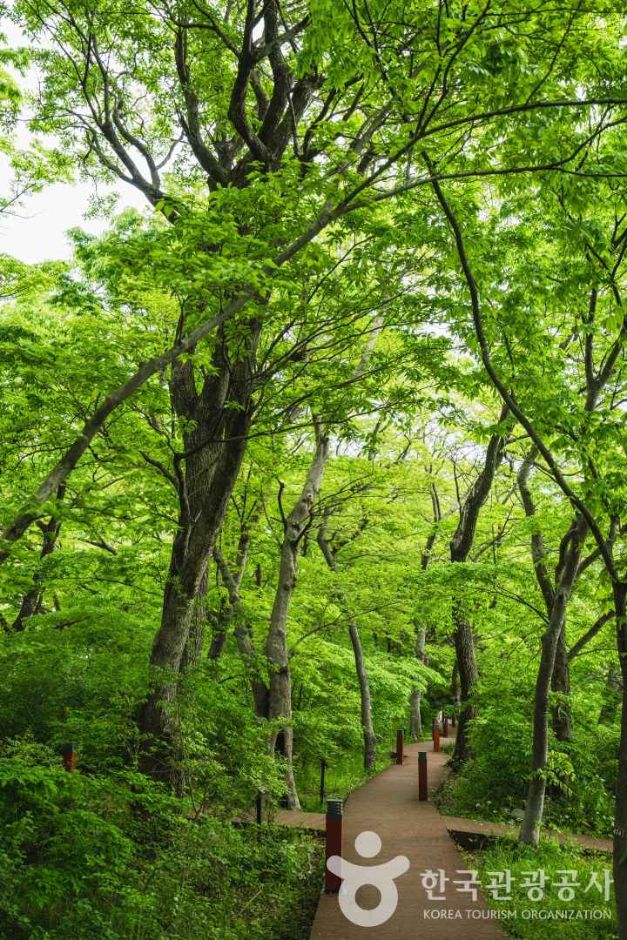 남해 물건리 방조어부림 여행 추천 - 메고지고