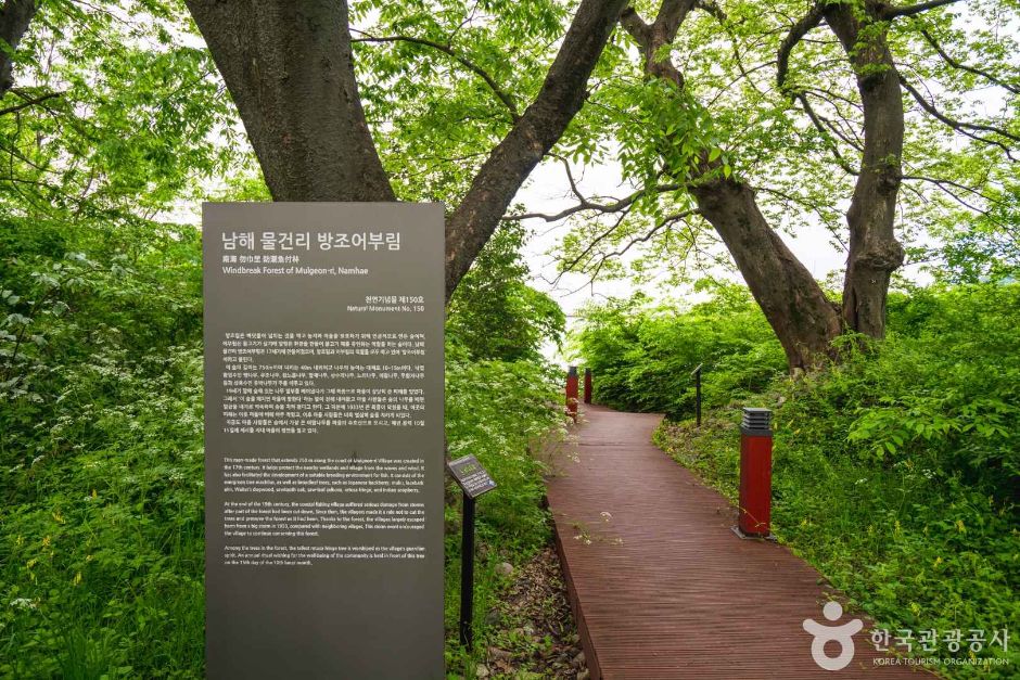남해 물건리 방조어부림 여행 추천 - 메고지고