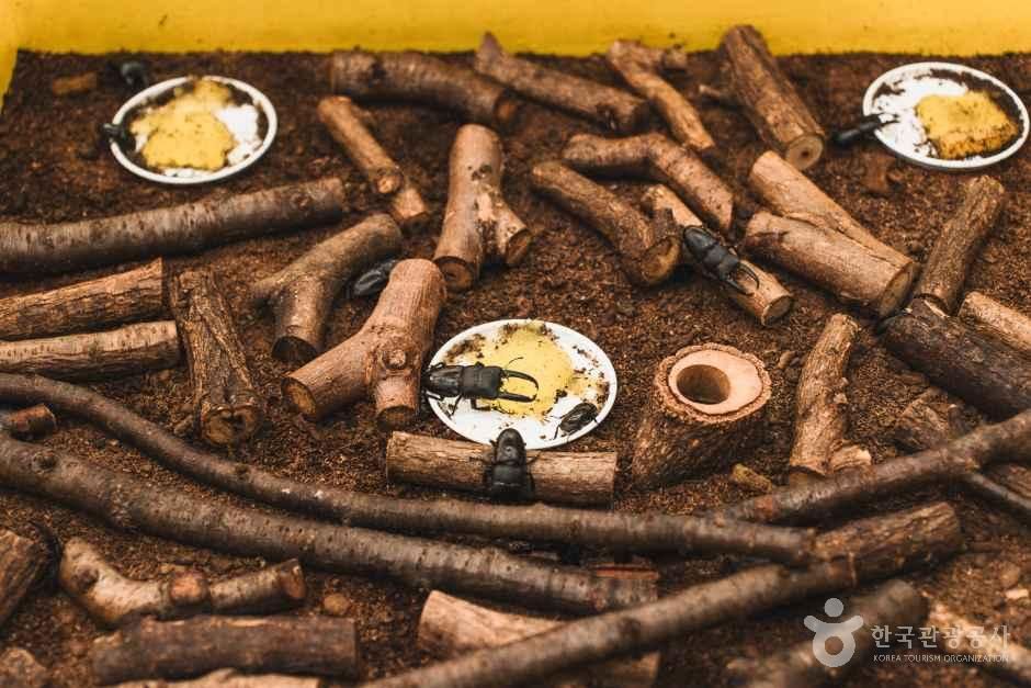 참좋은굼벵이 곤충농장 여행 추천 - 메고지고 참좋은굼벵이 곤충농장 여행 추천 - 메고지고