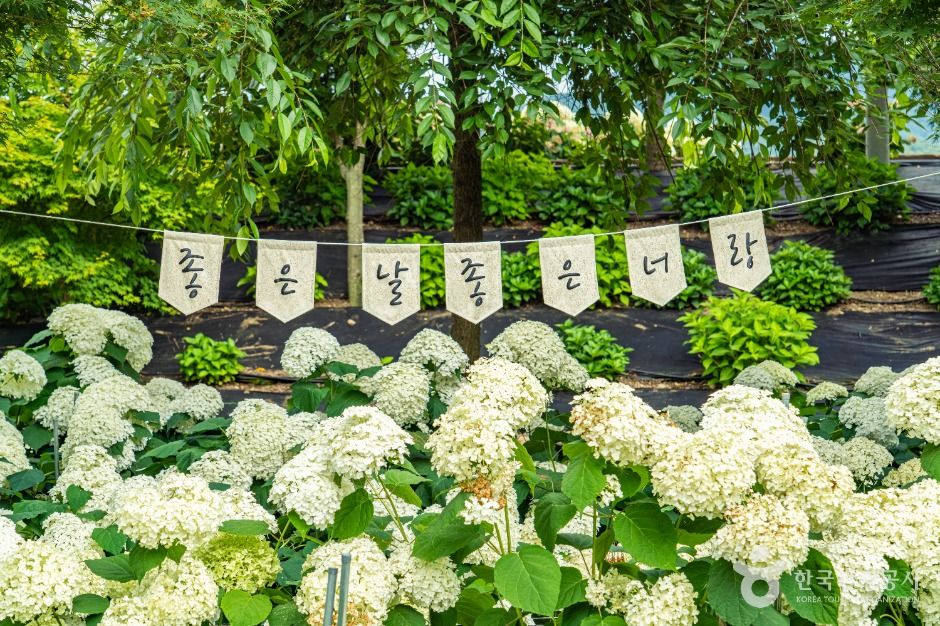 유구색동수국정원 여행 추천 - 메고지고 유구색동수국정원 여행 추천 - 메고지고