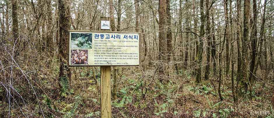 족은노꼬메오름 여행 추천 - 메고지고 족은노꼬메오름 여행 추천 - 메고지고