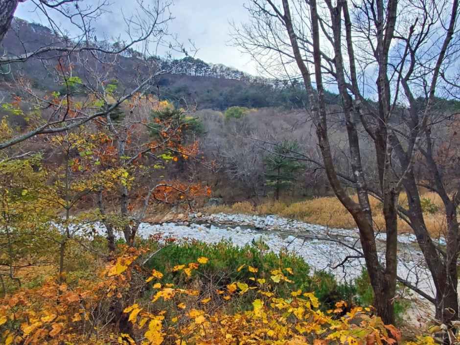 오색산새소리캠핑장 여행 추천 - 메고지고 오색산새소리캠핑장 여행 추천 - 메고지고