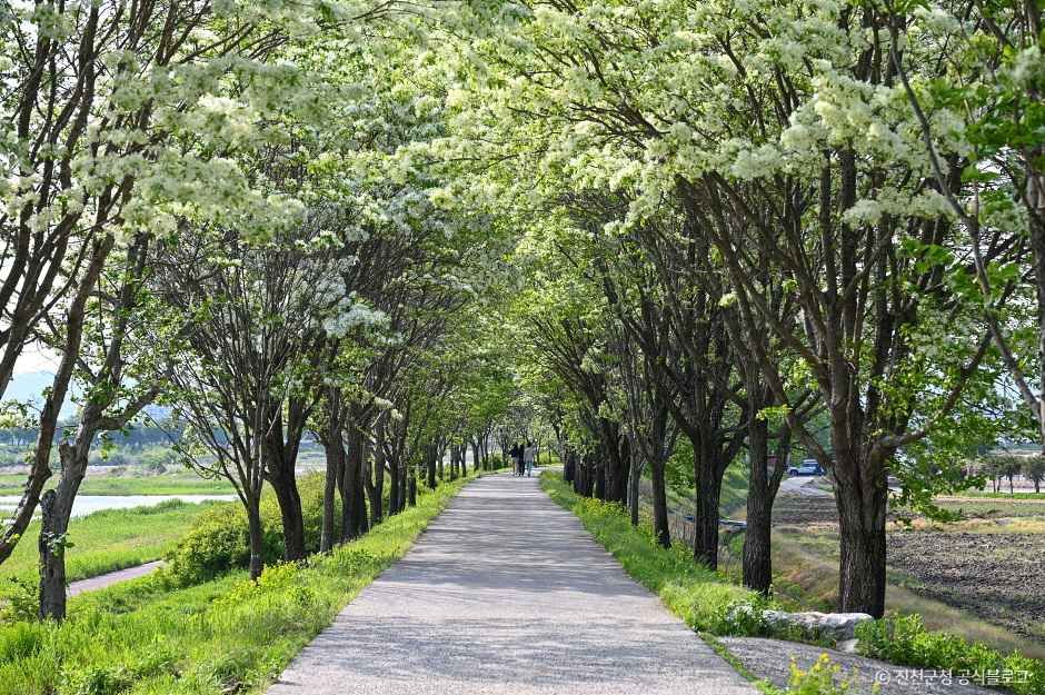 진천 이팝나무길 여행 추천 - 메고지고 진천 이팝나무길 여행 추천 - 메고지고