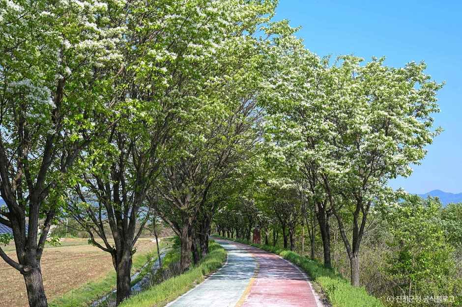 진천 이팝나무길 여행 추천 - 메고지고 진천 이팝나무길 여행 추천 - 메고지고