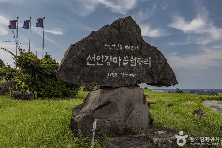 제주선인장마을 여행 추천 - 메고지고 제주선인장마을 여행 추천 - 메고지고